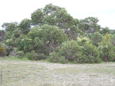 Eucalyptus diversifolia ssp. diversifolia plant Denzel Murfet Newland Head CP